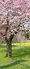 KirschbaumblÃ¼te im Schlossgarten